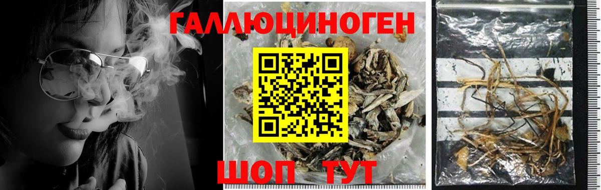 Ростов-на-Дону  где купить наркоту  Вход с VPN  Псилоцибиновые грибы Cubensis 